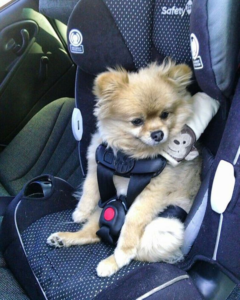 Car Seats and Harnesses