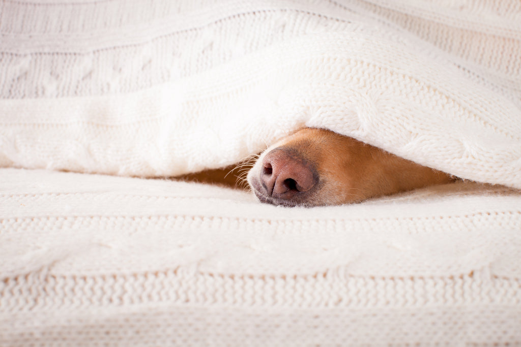 Hello Doggie Luxury Blankets