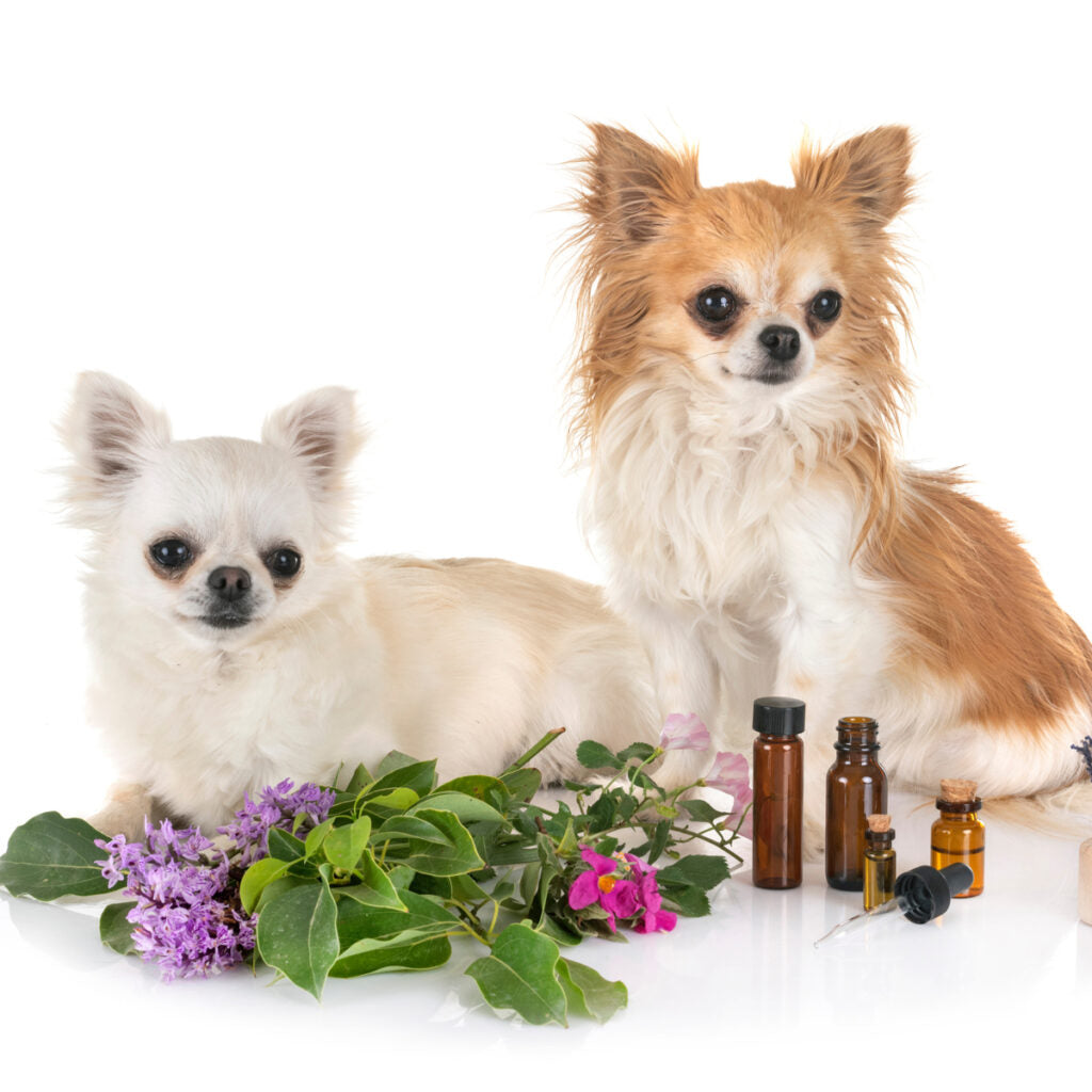 Young Living Doggie Safe Essential Oils