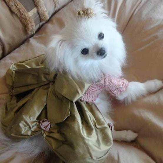 'Glamour For the Canine Fashion Connoisseur' Couture Dress