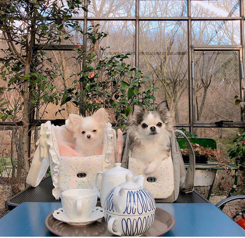 Designer Dog Carriers – TeaCups, Puppies & Boutique