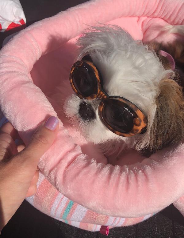 Doggles Leopard ILS 2 Leopard Frame with Mirror Green Lens | Teacup's Paw Couture