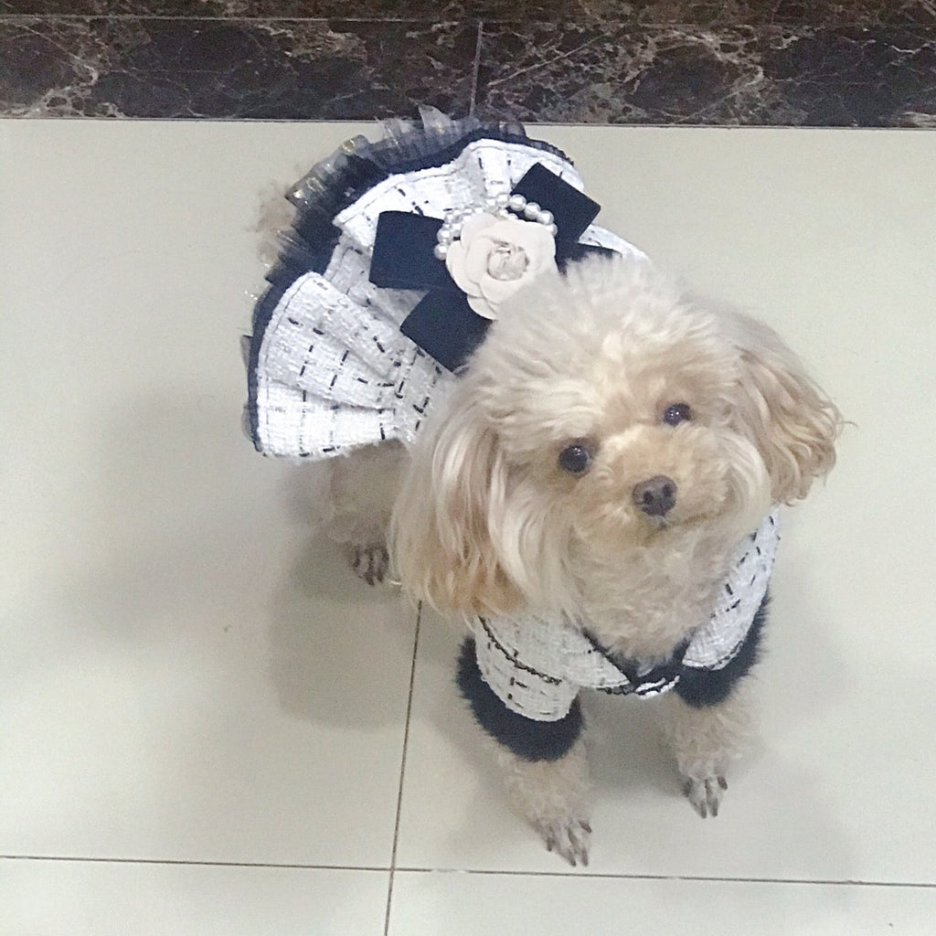 Coco Chanel Dog Clothes